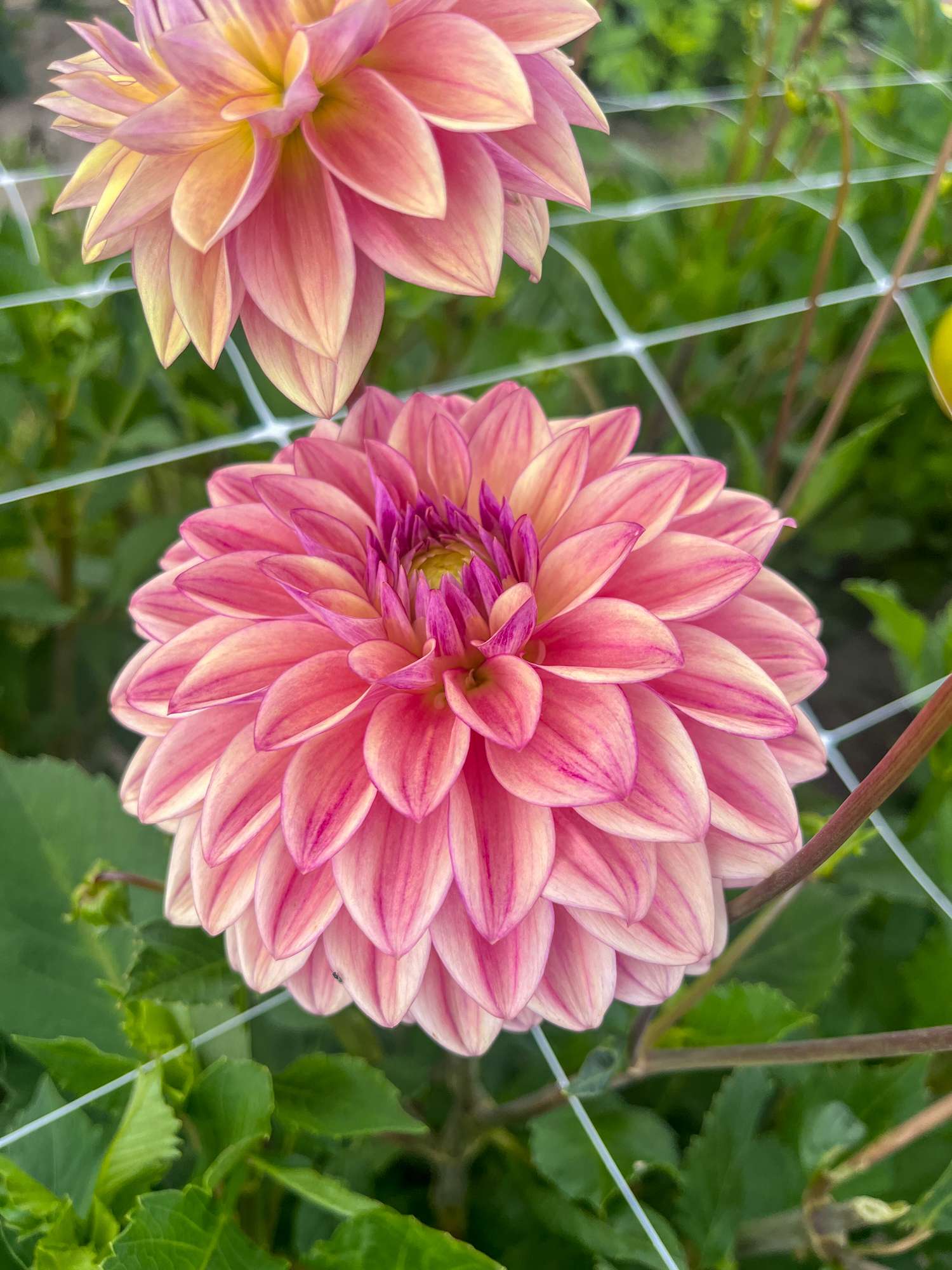 Dahlia 'Dusty Beauty'